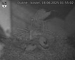 Capi_Dubne_20250618_015502.jpg