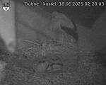Capi_Dubne_20250618_022003.jpg