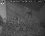 Capi_Dubne_20250618_024002.jpg