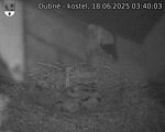 Capi_Dubne_20250618_034003.jpg