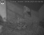 Capi_Dubne_20250618_035002.jpg