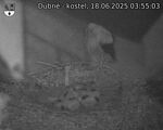 Capi_Dubne_20250618_035503.jpg