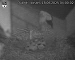 Capi_Dubne_20250618_040002.jpg