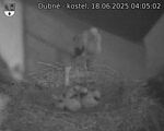 Capi_Dubne_20250618_040502.jpg