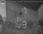 Capi_Dubne_20250618_041003.jpg
