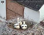 Capi_Dubne_20250618_044502.jpg