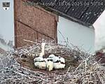 Capi_Dubne_20250618_045004.jpg