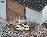 Capi_Dubne_20250618_045502.jpg