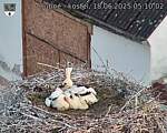 Capi_Dubne_20250618_051002.jpg