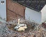 Capi_Dubne_20250618_051502.jpg