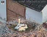 Capi_Dubne_20250618_052003.jpg