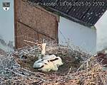 Capi_Dubne_20250618_052502.jpg