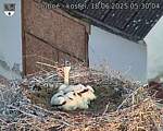 Capi_Dubne_20250618_053004.jpg