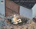 Capi_Dubne_20250618_054002.jpg