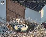 Capi_Dubne_20250618_055504.jpg