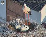 Capi_Dubne_20250618_060504.jpg