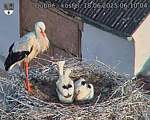 Capi_Dubne_20250618_061004.jpg