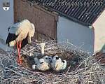 Capi_Dubne_20250618_061502.jpg