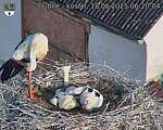 Capi_Dubne_20250618_062004.jpg
