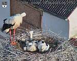 Capi_Dubne_20250618_062502.jpg