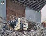 Capi_Dubne_20250618_065004.jpg