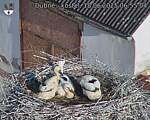 Capi_Dubne_20250618_065504.jpg