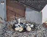 Capi_Dubne_20250618_070002.jpg