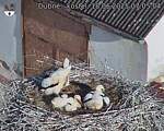 Capi_Dubne_20250618_070504.jpg
