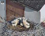 Capi_Dubne_20250618_071003.jpg