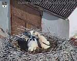 Capi_Dubne_20250618_071504.jpg