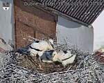 Capi_Dubne_20250618_072004.jpg