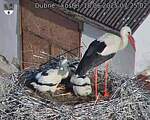 Capi_Dubne_20250618_072502.jpg