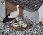 Capi_Dubne_20250618_074002.jpg