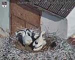 Capi_Dubne_20250618_074503.jpg