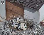 Capi_Dubne_20250618_075004.jpg