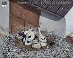 Capi_Dubne_20250618_080004.jpg