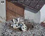 Capi_Dubne_20250618_081002.jpg