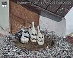 Capi_Dubne_20250618_082502.jpg