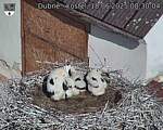 Capi_Dubne_20250618_083004.jpg