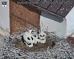 Capi_Dubne_20250618_084002.jpg