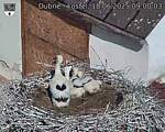 Capi_Dubne_20250618_090003.jpg