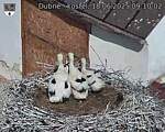 Capi_Dubne_20250618_091002.jpg