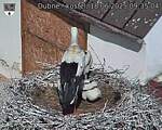 Capi_Dubne_20250618_093504.jpg