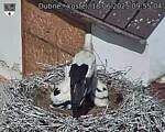 Capi_Dubne_20250618_095504.jpg