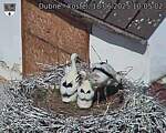 Capi_Dubne_20250618_100502.jpg