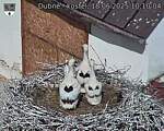 Capi_Dubne_20250618_101004.jpg