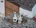 Capi_Dubne_20250618_101502.jpg