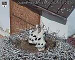 Capi_Dubne_20250618_102003.jpg