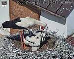 Capi_Dubne_20250618_103004.jpg