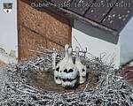 Capi_Dubne_20250618_104003.jpg